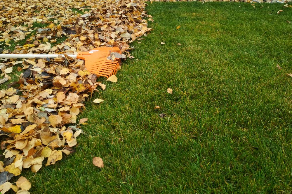 A rake lying on the grass, surrounded by a pile of vibrant autumn leaves, indicating seasonal yard work.