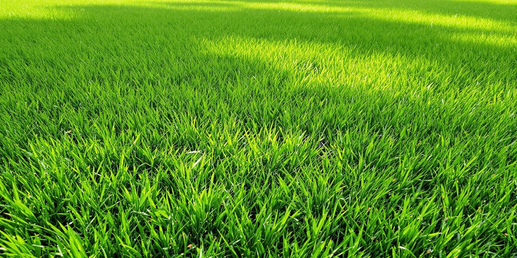 Lush green grass covering a vast field under a clear blue sky, creating a serene and natural landscape.